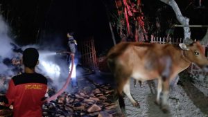 Kandang Terbakar, Sapi Warga Sampang Nyaris Jadi ‘Sapi Panggang’