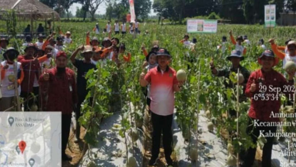Budidaya Melon, Komoditas Bisnis Unggulan Petani Ambunten