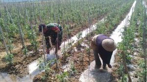 TNI Peduli, Prajurit Posramil Kadur Bantu Petani Tomat