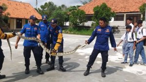 Geger, Ular Sanca Nyaris Masuk Sekolah di Sampang