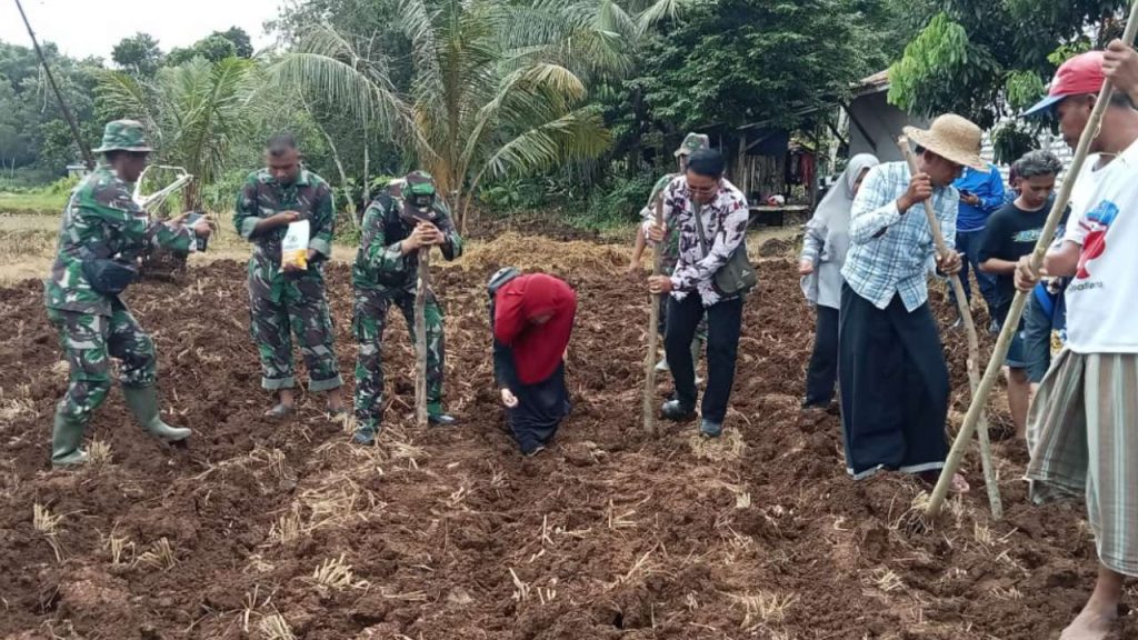 Prajurit TNI Dongkrak Ketahanan Pangan Dengan Tanam Jagung