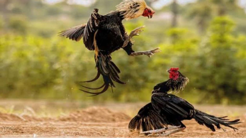 Judi Sabung Ayam di Kepanjen Malang Kebal Hukum