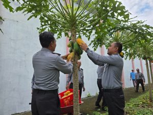 Lapas Narkotika Pamekasan panen Pepaya California Hasil Budidaya