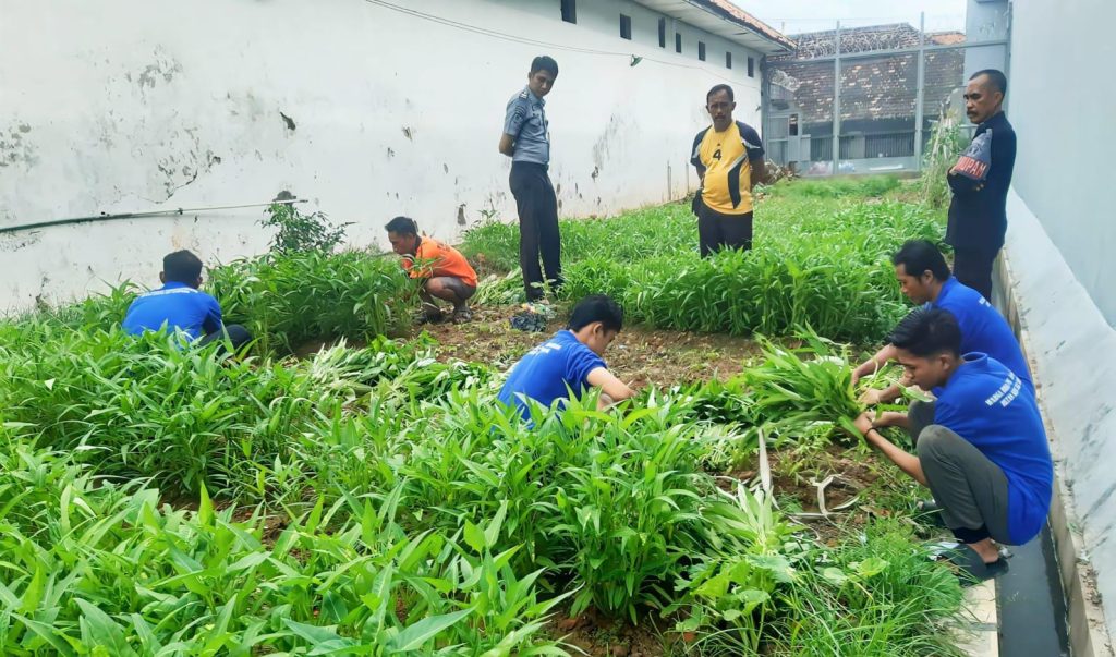 Geluti Sektor Pertanian, Warga Bina’an Rutan Sampang Panen Perdana