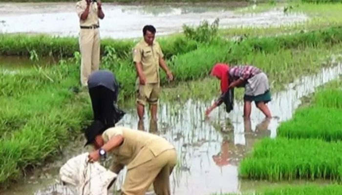 Pertanian Bangkalan: Inovasi Nyata, Tantangan Teknis dan Harapan Sinergi