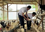 Lapas Narkotika Pamekasan Panen Telur Ayam Kampung