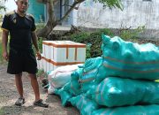 Menakjubkan, Buah Lontar Karduluk Sumenep Tembus Pasar Internasional