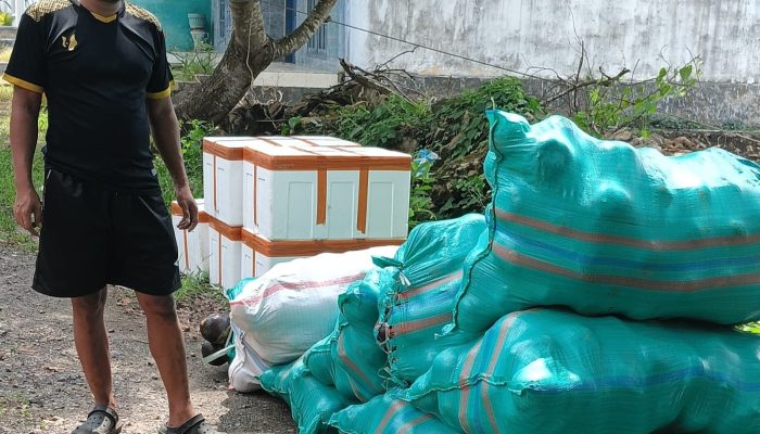 Menakjubkan, Buah Lontar Karduluk Sumenep Tembus Pasar Internasional