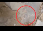 Diduga Berulat, Susu MBG di Sekolah Dasar Pamekasan Hebohkan Media Sosial