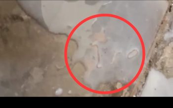 Diduga Berulat, Susu MBG di Sekolah Dasar Pamekasan Hebohkan Media Sosial