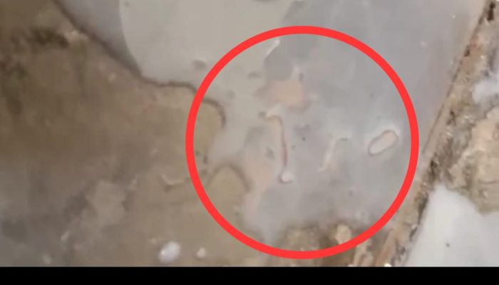 Diduga Berulat, Susu MBG di Sekolah Dasar Pamekasan Hebohkan Media Sosial